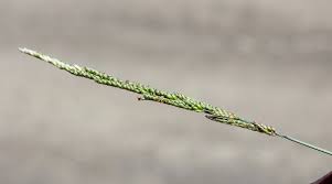 Image result for Moorochloa