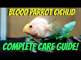 Blood Parrot Cichlid Tank Mates Plus 11 Compatibile Examples