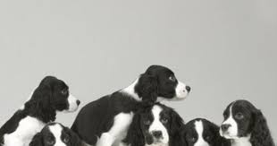 Black And White Springer Spaniel Cartoon Springer Spaniel Pups Springer Spaniel Puppies Spaniel Puppies Springer Spaniel