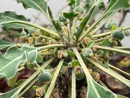 Image result for Euphorbia platycephala