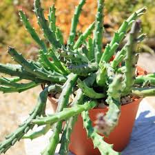 Image result for Orbea rogersii