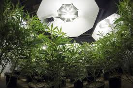 The main thing is that your garden gets enough blue light during the vegetative cycle and plenty of red light for blooming. How To Grow Weed As Fast As Possible Weedseedshop
