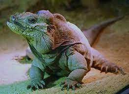 Rhinoceros Iguana Cyclura Cornuta A Threatened Species Of Lizard On Navassa Island Animals Beautiful Reptiles And Amphibians Animals