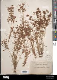 Image result for Cyperus amabilis