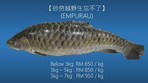 Ikan ini hanya boleh ditemui di sarawak dan harganya mahal kerana rasanya yang sangat manis, serta isi dan teksturnya yang lembut. Ikan Empurau Ikan Paling Mahal Dalam Malaysia Iluminasi