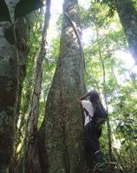 Image result for Triainolepis sancta