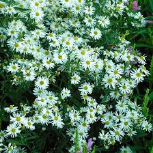 Boltonia asteroides — astrinė boltonija statusas t sritis vardynas apibrėžtis astrinių šeimos dekoratyvinis augalas (boltonia asteroides), paplitęs. Boltonia Finegardening