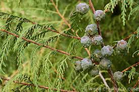 Image result for Cupressus funebris