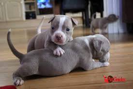 Best dog foods for pitbull puppies. Best Puppy Food For Pit Bulls Pet Guides