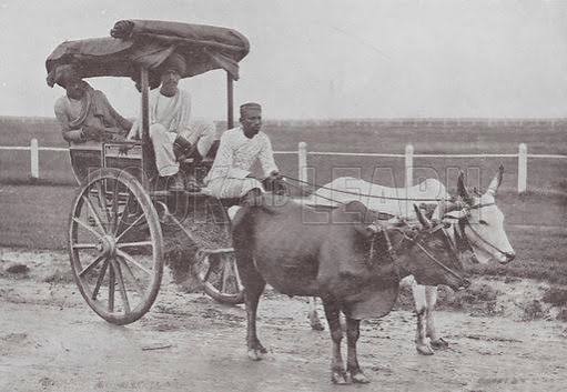 Bombay / Mumbai: The "Reckla" or Bullock Carriage stock image | Look and Learn