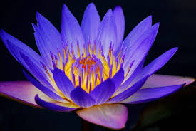 Indigo Is A Deeply Spiritual Colour Energy To Have You Dream Vividly And Have An Extraordinary Imagina Beautiful Flowers Images Blue Lotus Flower Lily Flower