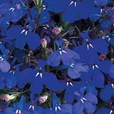 Image result for Lobelia minutula