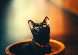 The ranking of most popular cat names can be assessed, in particular, from pet insurance registrations. 100 Black Cat Names For Male And Female Cats Fur Fun With Me