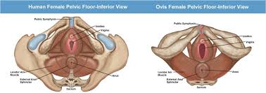 Muscle diagram male body names muscle diagram most important. Axial Comparative View Of Ovine Vs Female Human Pelvis Download Scientific Diagram