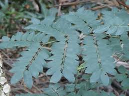 Image result for Ormocarpum