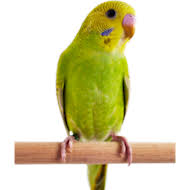If you live in an area where people have pets like dogs and cats then you can start a pet store or a boutique offline here we give you a list of some of them that you can include when you start your new pet store. Petco Birds For Sale Available In Store