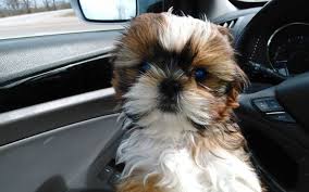 Shih tzu puppies springfield missouri. Akc Shih Tzu Puppies By Glory Ridge Shih Tzu In Warsaw Mo Alignable