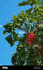 Image result for Aiphanes