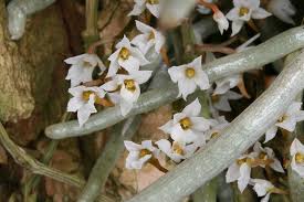 Image result for Microcoelia