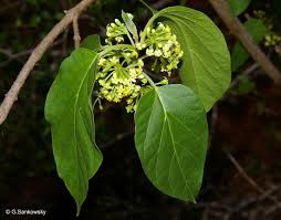 Image result for Marsdenia