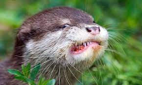 madai animais adoraveis lontras animais fofos