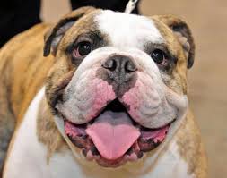 Alaska » mini e (small clone of elvis). Names For Bulldogs Over 200 Names For All Bulldog Types