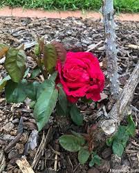The flower is sure to attract attention of the onlookers. Red Roses Names Varieties Meaning And Symbolism Florgeous
