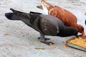Penderita sangat disarankan untuk rutin mengonsumsi makanan yang mengandung vitamin b12 tinggi. Rekomendasi Makanan Burung Merpati Agar Tetap Sehat