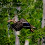 Birding & Brunch