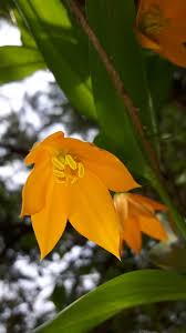 Image result for Littonia modesta