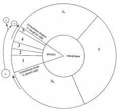 Cell Cycle Diagram Worksheet Cell Cycle Biology Activity Cell Cycle Activity