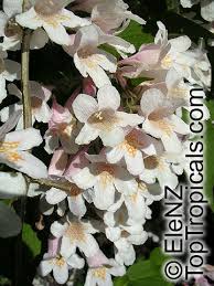 Image result for Kolkwitzia amabilis