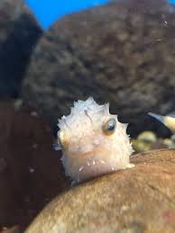 twitter ダンゴウオ 珍しい魚 かわいい魚