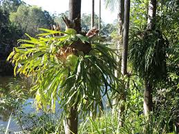 Image result for parožnatka Platycerium