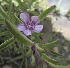 Image result for Dyschoriste trichocalyx