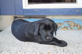 We did not find results for: Goldadore Puppy 7 Weeks Vancouver Wa Goldadore Puppy Labrador Retriever Dogs And Puppies Dogs Puppies