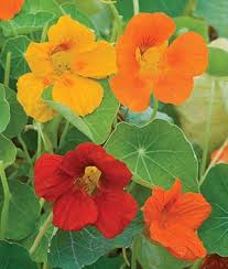 Pin On Garden Flowers