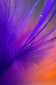 Draw a line through the center. 89 Purple Blue Orange And Green Ideas Purple Blue Orange Planting Flowers