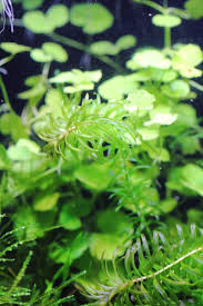 アナカリス 金魚藻 透明感ある細い葉が美しい丈夫な水草 水草動画ブログ