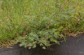 Image result for Tephrosia purpurea