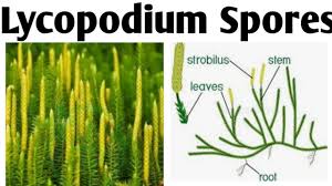 Image result for Lycopodium
