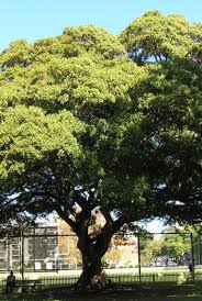 Image result for Ficus obliqua