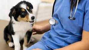 Entra en mundoanimalia y ve todos los veterinarios de perú. Animal Lover Mascotas Dia Del Veterinario Una Labor De Mucho Amor Cuidado Y Paciencia Vida Peru21