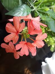 Crossandra Nilotica Flowers Flowers And Leaves Plants