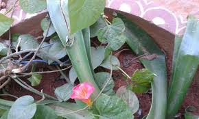 Image result for Stictocardia beraviensis