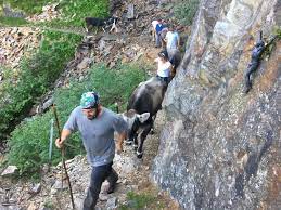 We did not find results for: Kuhe An Die Leine Nur Im Valsertal Wipptal Blog