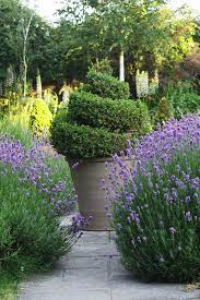 Metal pots must have a layer of insulation inserted, otherwise if you plant certain types of plant in compost, they grow all fat & floppy and won't produce enough flowers because the compost is too rich, they. Brilliant Low Maintenance Plants For Beautiful Gardens The Middle Sized Garden Gardening Blog