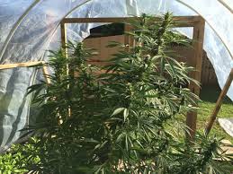 Discover 3 tutorials on building your own greenhouse for dirt cheap in this blog post. Unbelievable 50 Diy Greenhouse Grow Weed Easy