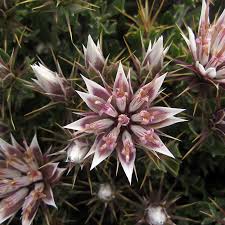 Image result for Macledium