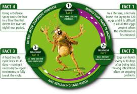 Image result for lice life cycle